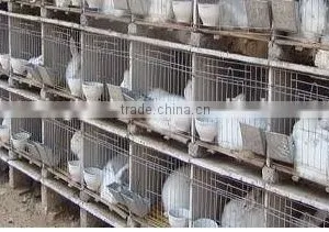 Animal Farm, Poultry Equipment, Rabbit Cage for Pet Cage thumbnail-1