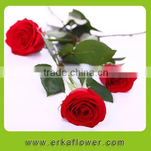 Diversified in Packaging Rose Wedding Bouquets thumbnail-1