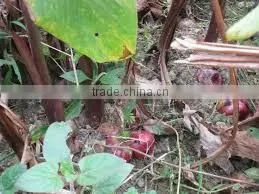 Arrowroot Starch thumbnail-3
