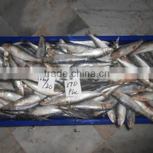 Frozen Sardine Fish thumbnail-5