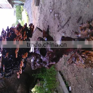 Natural LingZhi From Own Farm;For Show; for Eat; for Tea;Ganoderma Lucidum;China Traditional Medical; thumbnail-4