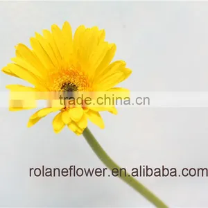 Low Price And Best Quality Fresh Gerbera Fresh Cut Flowers For Wedding - Sunshine Coast thumbnail-2