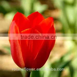 the High Quality Fresh Cut Tulip Bulbs Flower From Yunan thumbnail-2