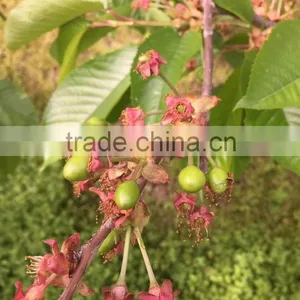 Bagged 18 Degree Sugar Content of China Fresh Cherries thumbnail-5