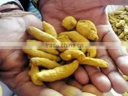 ORGANIC TURMERIC FINGERS thumbnail-1