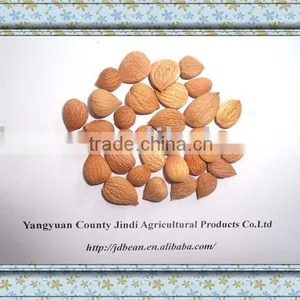 Naturally Grown COMMON Bitter Apricot Kernels thumbnail-1