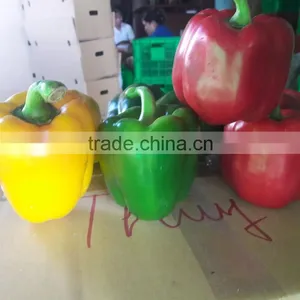 FRESH CAPSICUMS / +84963818434 Whatsapp thumbnail-2