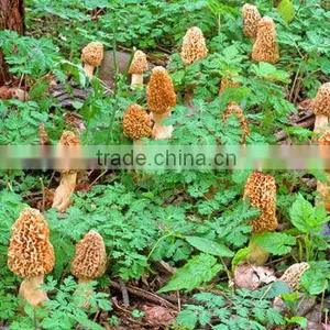 Morchella Esculenta Morel Morels Mushroom Dried Fresh Pure Natural Edible Mushrooms Yellow Morel, True Morel,Made in Turkey thumbnail-4