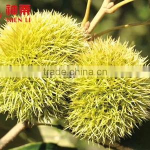Chinese Chestnuts for Sale---Best Fresh Chestnut in the World thumbnail-2
