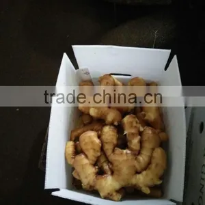PVC BOXES FRESH GINGER thumbnail-3