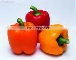 2013 NEW CROP FRESH BELL PEPPER thumbnail-3