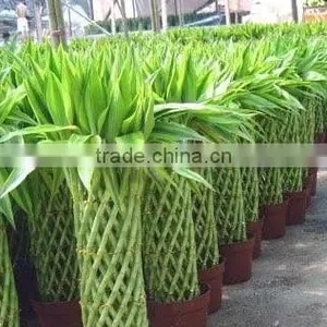 Indoor Decorative Ornamental Bonsai Plants of Dracaena Sanderiana thumbnail-5