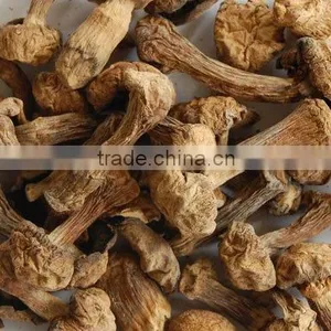 Mushroom thumbnail-1