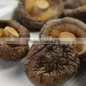 Free Shipping Premium Fresh Flower Shiitake Mushroom Spawn Cultivation thumbnail-1