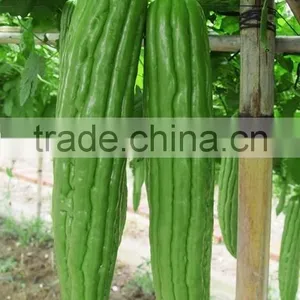 Linong Green Bitter Melon the Gourd Seed thumbnail-2