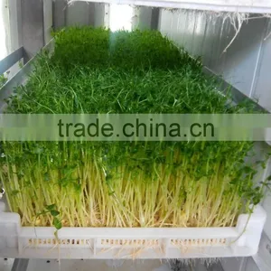 Full Automatic Hydroponic Organic Bean Sprouts Machine thumbnail-4