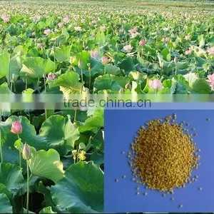 Fresh Bee Pollen Granular (Multi- Flower/Tea Pollen) thumbnail-2