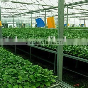 Flowers Sunlight Greenhouse Cultivation thumbnail-1