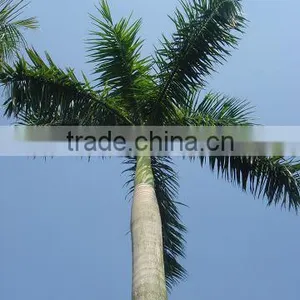 2015hot Sale Factory Specialling Best Quality Guarantee Palm Tree, Artificial Palm Tree,outdoor/indoor thumbnail-5