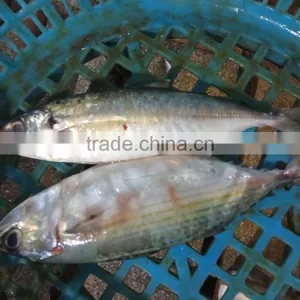 Hot Sale Frozen W/R Horse Mackerel Fresh Fish thumbnail-3