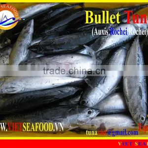 W/R FROZEN BULLET TUNA thumbnail-1
