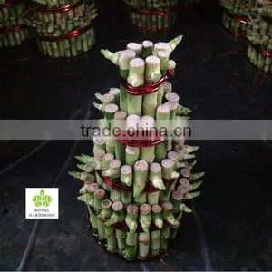 Lucky Bamboo Tower (4 Layers) thumbnail-1