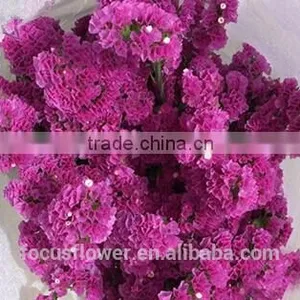 First Class Pink Statice Export Without Middleman For Home Decoration thumbnail-4