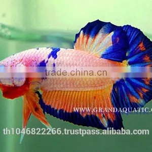 Betta Fish Farm For Sale and Aquarium Fish Exporter thumbnail-6