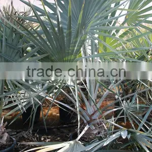Bismarckia Nobilis - From 75/100 Plant Height in 8 Liters Pot thumbnail-2