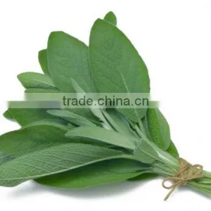 Sage Leaves Dry thumbnail-2