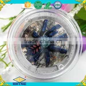 Factory Cheap Magnifier Educational Kit Insect Viewer thumbnail-4