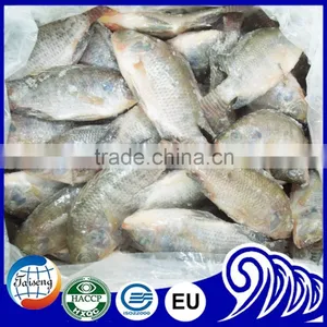 Best Price Tilapia Fish Farming Raised thumbnail-3