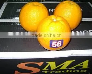 Sma Trading For Import And Export And Commercial Agencies company overview - view 2 thumbnail