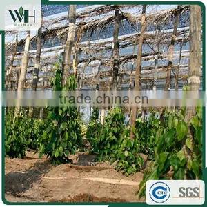 Vietnam Best Herb - Black Pepperseed 550gl 500gl With Good Price thumbnail-4
