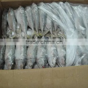 Indo Pacific Mackerel ( Short Body Mackerel) thumbnail-5