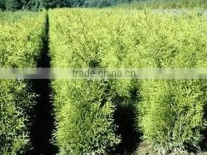 Thuja Brabant Occidentalis Woody Plants thumbnail-1