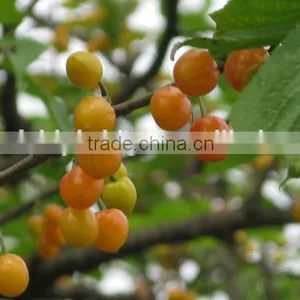 Cherry Tree Seedling thumbnail-1