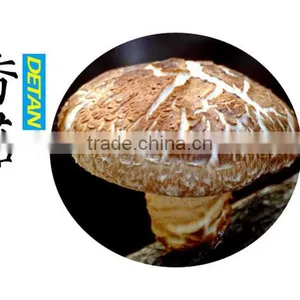 Factory Direct Sale Export Mushroom Price Dried Shitake thumbnail-3