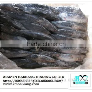 Frozen Seafood-Bonito Tuna in China thumbnail-3