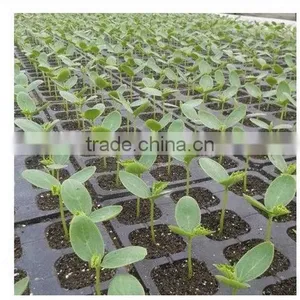 China Supplier Best Choice Competitive Price Agriculture Seed Tray thumbnail-6
