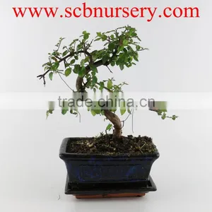 Sageretia 15cm Art thumbnail-1