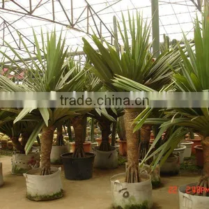 Pandanus Utilis Trees thumbnail-1