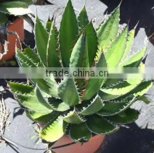 Agave Horrida V. "Perotensis Limon" in 8 Liters Pot thumbnail-3