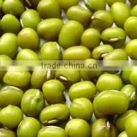 Green Mung Bean thumbnail-1