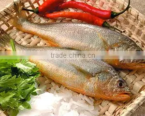 Yellow Croaker thumbnail-1