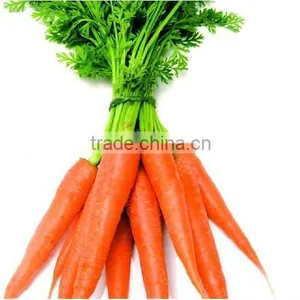 Chinese Red Fresh Carrot thumbnail-1
