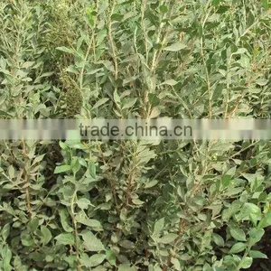 Pure Henna Leaves From Pakistan thumbnail-1