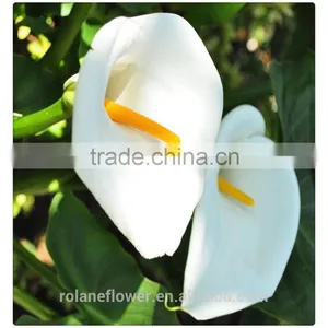 High Quality Fresh Cut Flower White Calla Lily to Express Global thumbnail-1