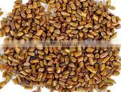 CASSIA TORA SEED BOLD QUALITY FROM INDIA thumbnail-2