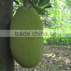 Jackfruit Market Price thumbnail-1